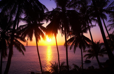 Fototapeta na wymiar zachód słońca i palmy