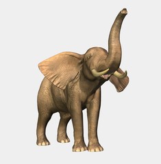 Obraz premium elefant