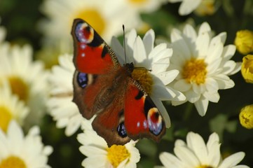 papillon butterfly © muro
