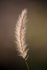 spiga d'erba in prato - grass seed head