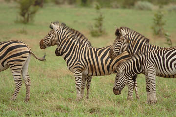 Fototapeta na wymiar group of zebra