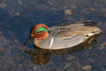 green winged teal