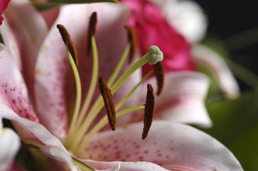 lilium rosa 06