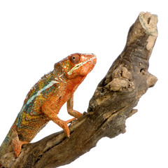 caméléon furcifer pardalis
