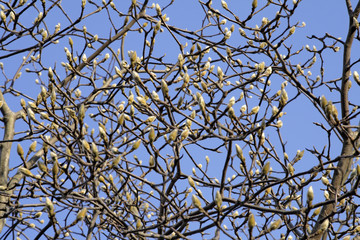 early spring abstract