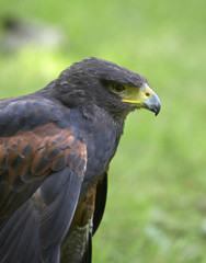 harris hawk