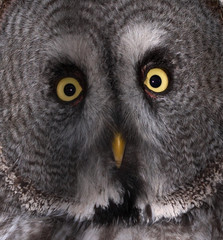 great grey owl