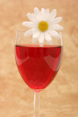 red wine and white daisy