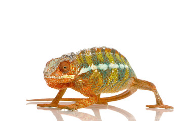 caméléon furcifer pardalis