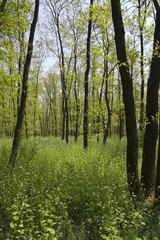 Fototapeta na wymiar forest in springtime
