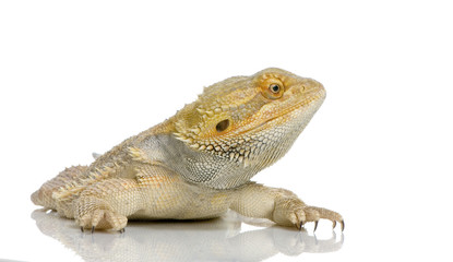 jeune dragon barbu - pogona vitticeps