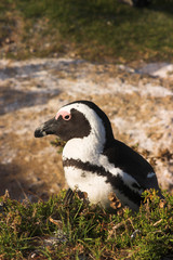 jackass penguin (spheniscus demersus)