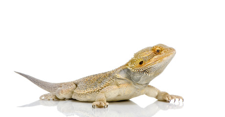 jeune dragon barbu - pogona vitticeps