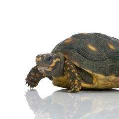 Obraz premium tortue charbonnière