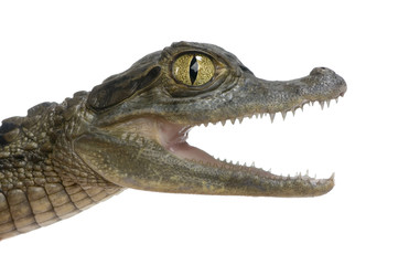 caïman à lunettes  -  caïman crocodilus