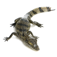caïman à lunettes  -  caïman crocodilus