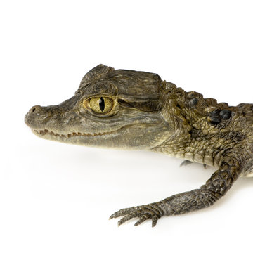 caïman à lunettes  -  caïman crocodilus