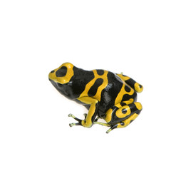 grenouille - dendrobates leucomelas