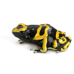 grenouille - dendrobates leucomelas