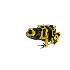 grenouille - dendrobates leucomelas