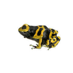 grenouille - dendrobates leucomelas