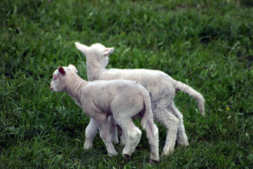 Obraz premium agneaux