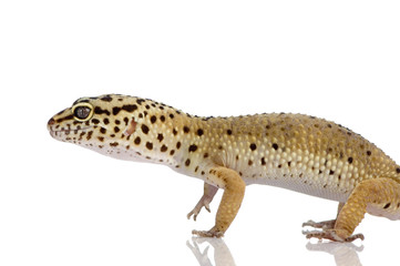 Fototapeta na wymiar Młody Leopard Gecko - Eublepharis macularius