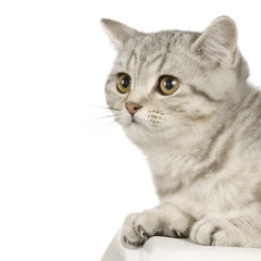 chaton british shorthair