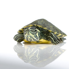 Obraz premium tortue d’urugay - acanthochelys