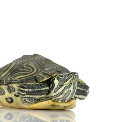 Obraz premium tortue d’urugay - acanthochelys