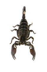 scorpion empereur - pandinus imperator
