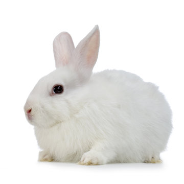 1 584 Best Lapin Blanc Images Stock Photos Vectors Adobe Stock