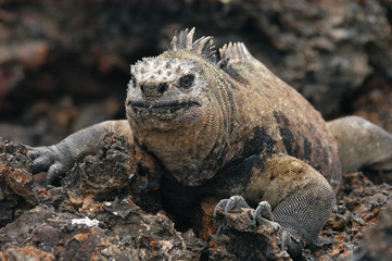 marine iguana