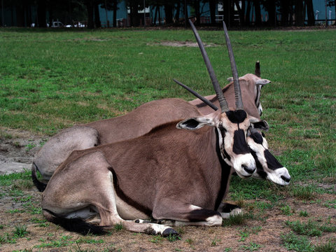 pronghorns