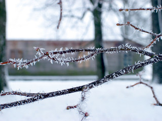 hoarfrost