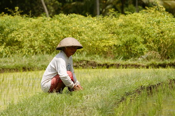 rice field