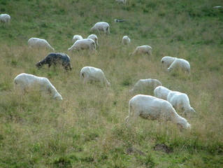 black sheep