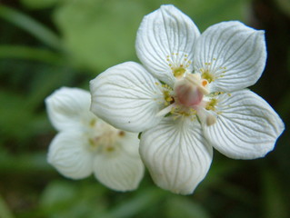 a white wild fower