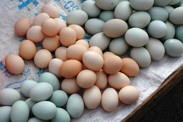 eggs