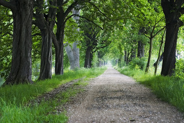 shady avenue
