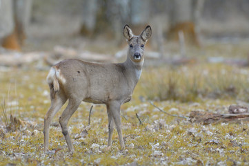 chevreuil