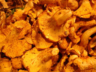 chanterelles