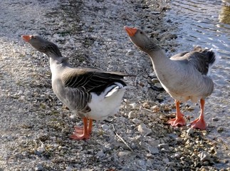 deux oies qui crient