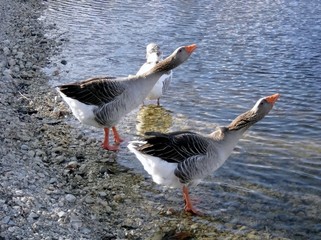 deux oies qui crient en coeur