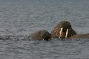 Fototapeta premium walrösser