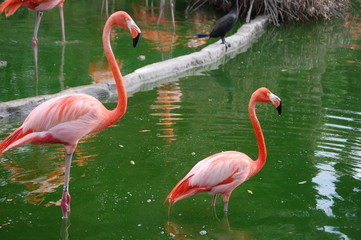 flamingos