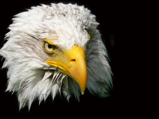 weißkopfseeadler