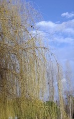 un coin de ciel bleu