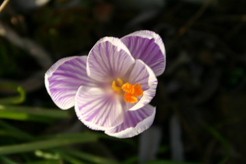 crocus