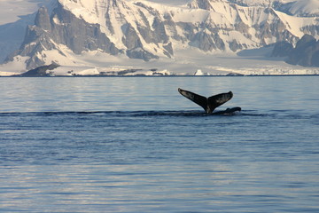 buckelwal in der antarktis - 2550712